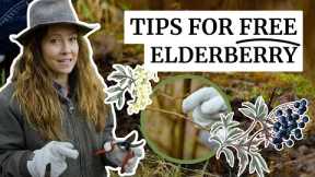 Do This NOW for FREE Elderberry Plants from your Cuttings