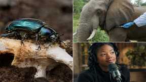 A Beetle That Eats Bones, an Elephant With a Secret Treatment, and 10 Years of Smithsonian's Best Podcast