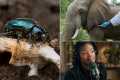 A Beetle That Eats Bones, an Elephant 